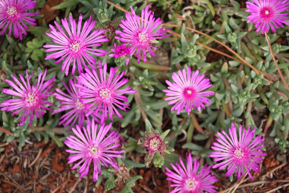 Welke bloemen te planten op het graf / foto pexels.com