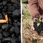 4 onverwachte manieren om houtskool in de tuin te gebruiken