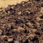 De oogst zal twee keer zo groot zijn: welke mest