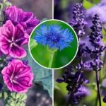 Een levende tuin zonder zorgen: welke bloemen zaaien, groeien en