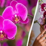 Een orchidee verplanten in een nieuwe pot: handige tips Een orchidee verplanten in een nieuwe pot: handige tips