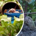 Eenvoudige actie in augustus: een tuinier deelde hoe je bieten