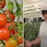 Waarom tomaten “vastzitten” in groei: verborgen redenen en hoe het
