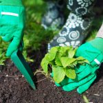 Wanneer aardbeien planten in de herfst om emmers bessen te plukken in de lente: belangrijke regels Wanneer aardbeien planten in de herfst om emmers bessen te